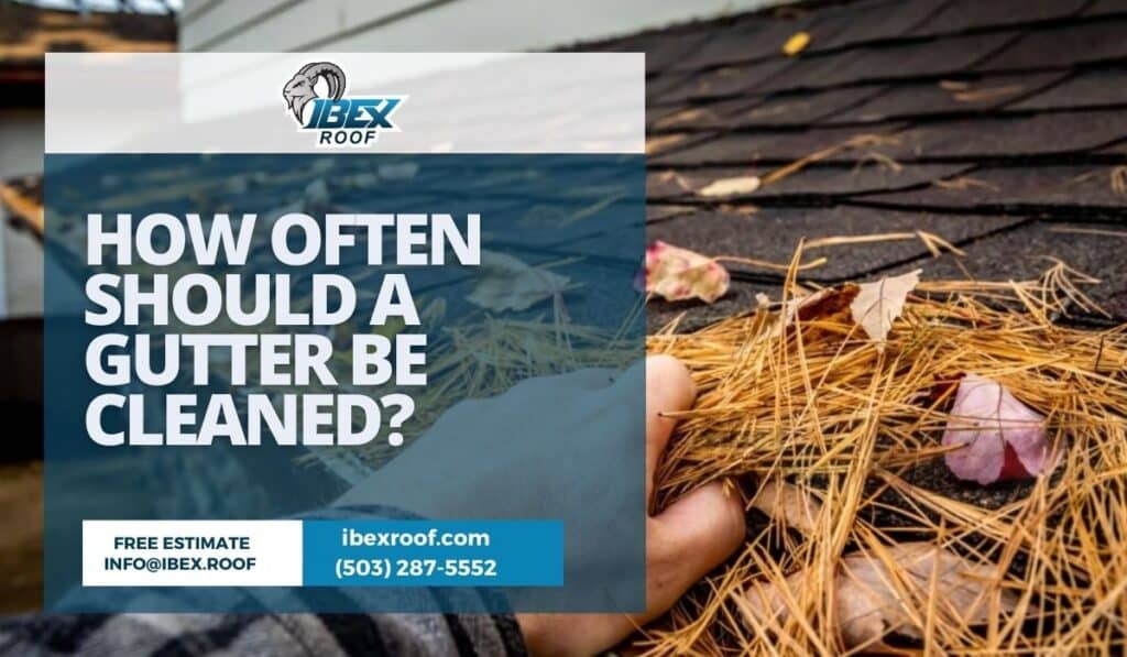 IBEX Roof technician cleaning leaves from a house gutter on an asphalt shingle roof, showing how often a gutter should be cleaned